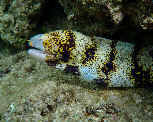 Snowflake Moray