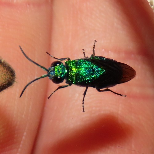 Chrysis lincea