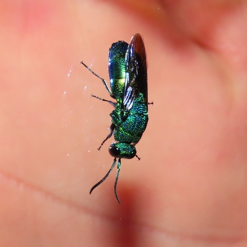Chrysis lincea