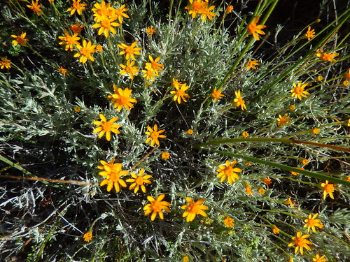 Thymophylla setifolia var. greggii
