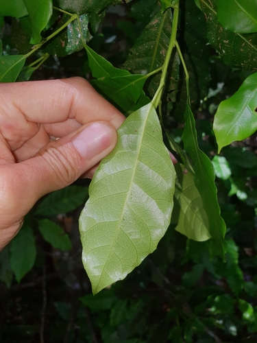 Carrabean (Sloanea macbrydei)