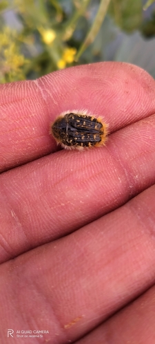 Tropinota squalida pilosa