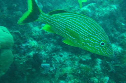 Bluestriped Grunt