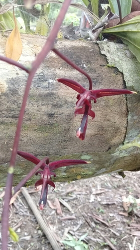 Gongora atropurpurea