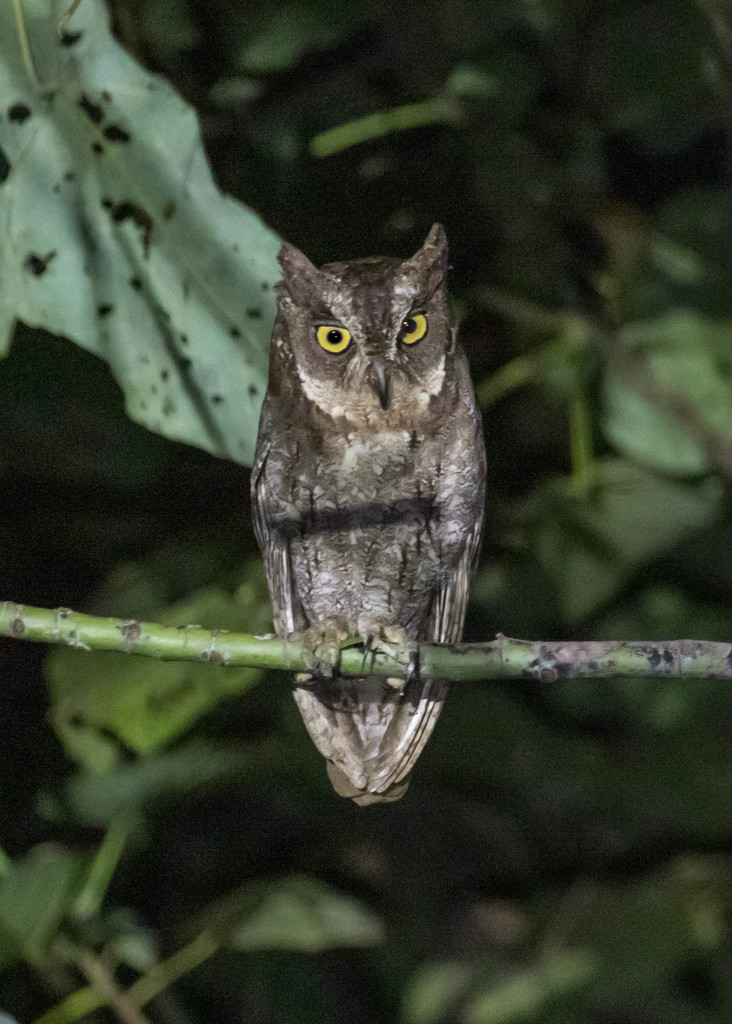 Moluccan Scops-Owl (Otus magicus) photo