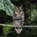 Moluccan Scops-Owl - Photo (c) Richard Yank, all rights reserved, uploaded by Richard Yank