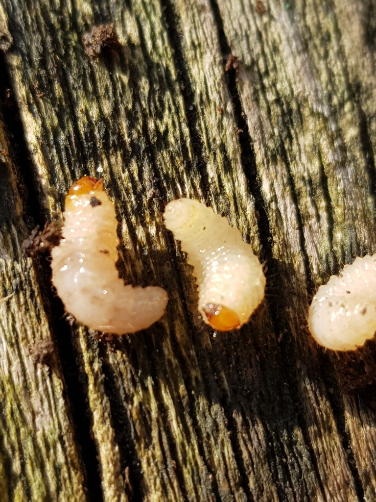 Black Vine Weevil from Alton GU34, UK on March 6, 2021 at 03:57 PM by ...