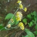 Pseudognaphalium luteoalbum affine - Photo (c) Yuyuan Chen, todos los derechos reservados