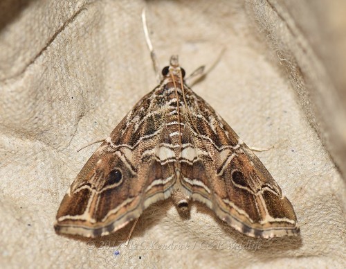 Paracymoriza vagalis Walker, 1865
