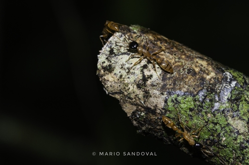 塞氏伪切叶蚁Pseudomyrmex salvini