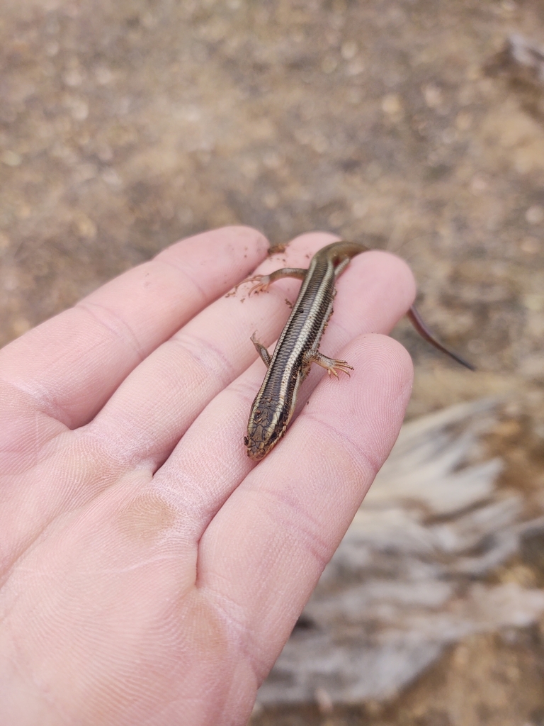 Gilbert's Skink from Lebec, CA, USA on March 6, 2021 at 1257 PM by