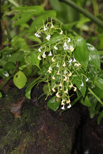 Veroscriptum Orchid