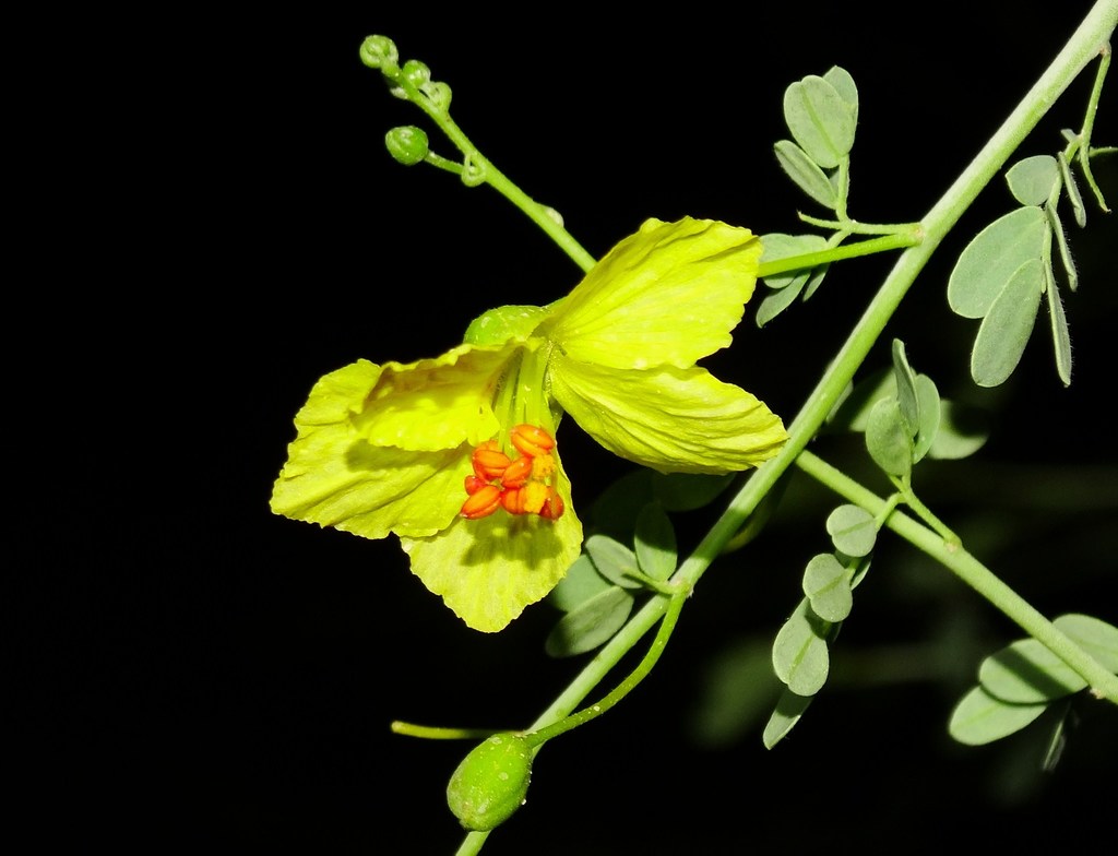 Spanish Moss (SPC Florida Plants ) · iNaturalist