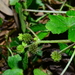Hydrocotyle setulosa - Photo (c) LINDA .EVF, todos os direitos reservados, uploaded by LINDA .EVF