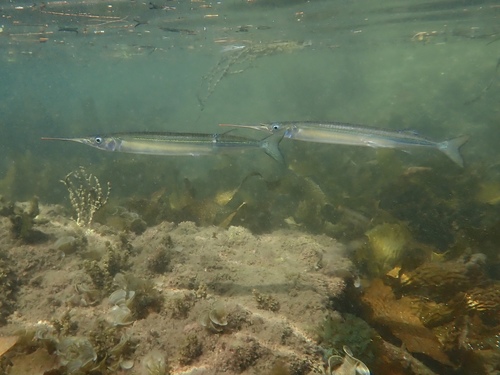 photo of Eastern Sea Garfish (Hyporhamphus australis)