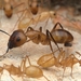 Camponotus festinatus - Photo (c) Jeff Heard, כל הזכויות שמורות, הועלה על ידי Jeff Heard