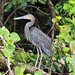 Great-billed Heron - Photo (c) Lorraine, all rights reserved, uploaded by Lorraine
