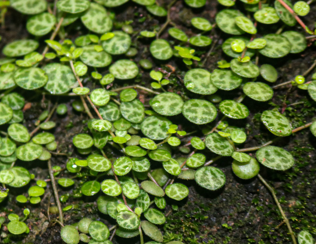 Peperomia prostrata