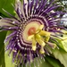 Passiflora incarnata × laurifolia - Photo (c) sarthak, todos los derechos reservados, subido por sarthak