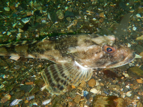 Longhorn Sculpin