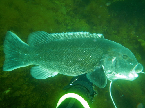 Tautog
