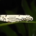 Ethmia lineatonotella - Photo (c) 熊盛志, all rights reserved, uploaded by 熊盛志
