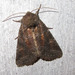 Thinker Moth - Photo (c) Curt Lehman, all rights reserved, uploaded by Curt Lehman
