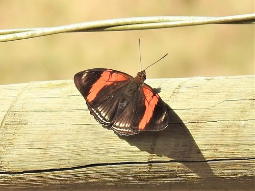 pink-banded sister