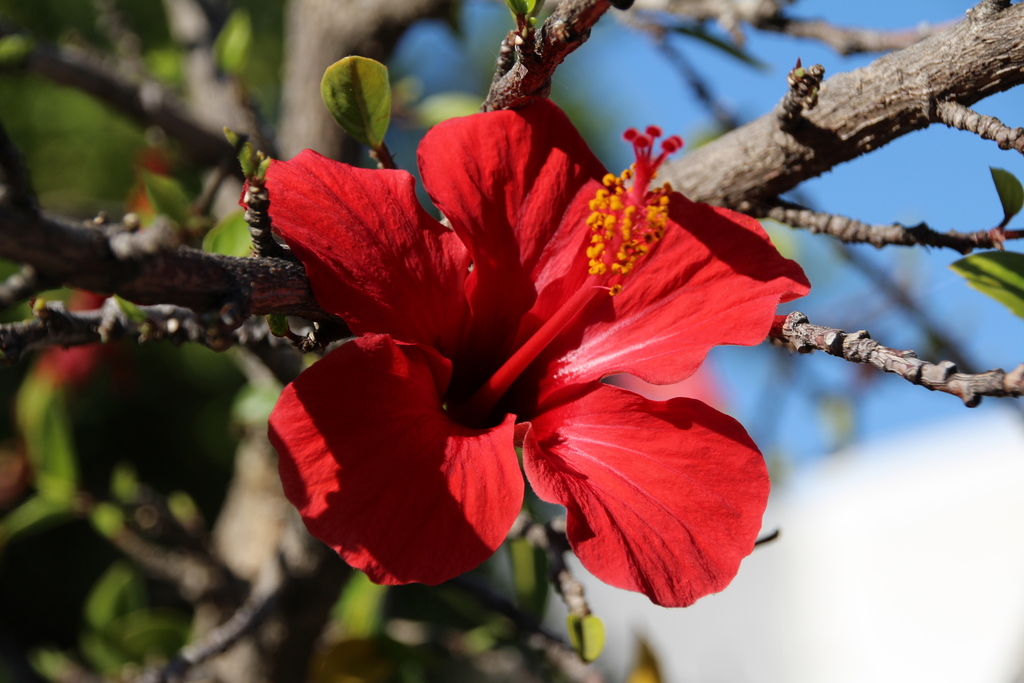 Tulipán Moteado (Hibiscus rosa-sinensis) · NaturaLista Mexico