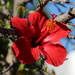Chinese Hibiscus - Photo (c) sylb, all rights reserved, uploaded by sylb