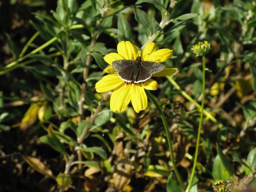 iNaturalist observation photo of Funereal Duskywing