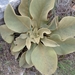 Verbascum glomeratum - Photo (c) mich4il, all rights reserved, uploaded by mich4il