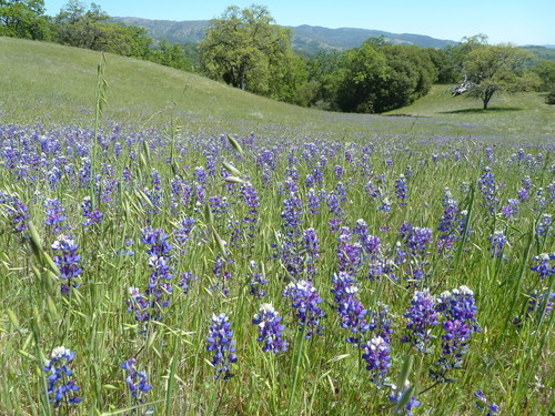 iNaturalist observation photo of lupines
