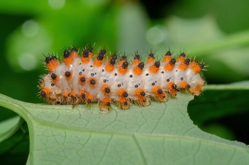 Southern Festoon