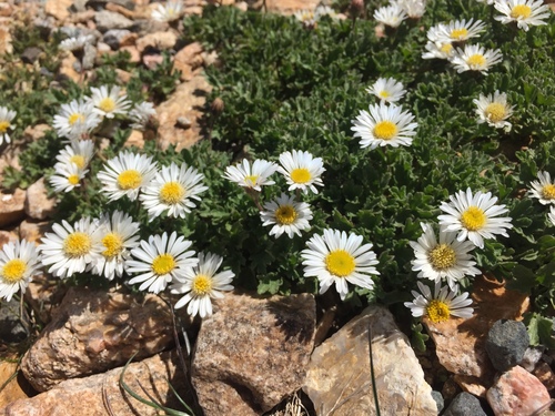 fanleaf fleabane (Erigeron flabellifolius)