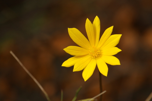 Palmate Anemone