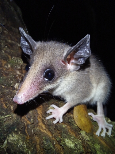 Carr's Slender Opossum (Marmosops carri) — Data Deficient Mammalia