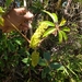 Sciodaphyllum brownei - Photo (c) Damion Laren Whyte, todos os direitos reservados, uploaded by Damion Laren Whyte