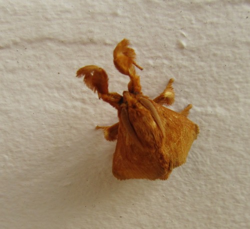 Limacodidae image
