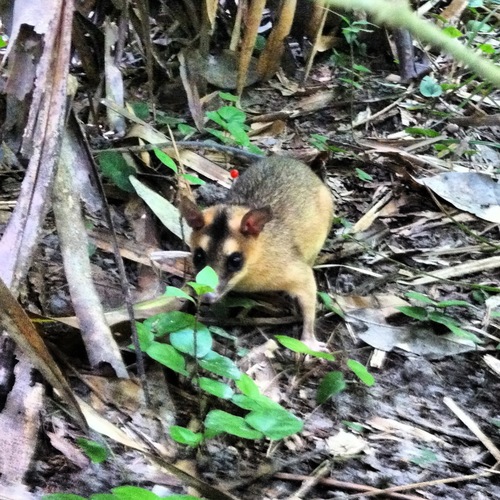 Aritana's Brown Four-eyed Opossum (Metachirus aritanai) — Data Deficient Mammalia