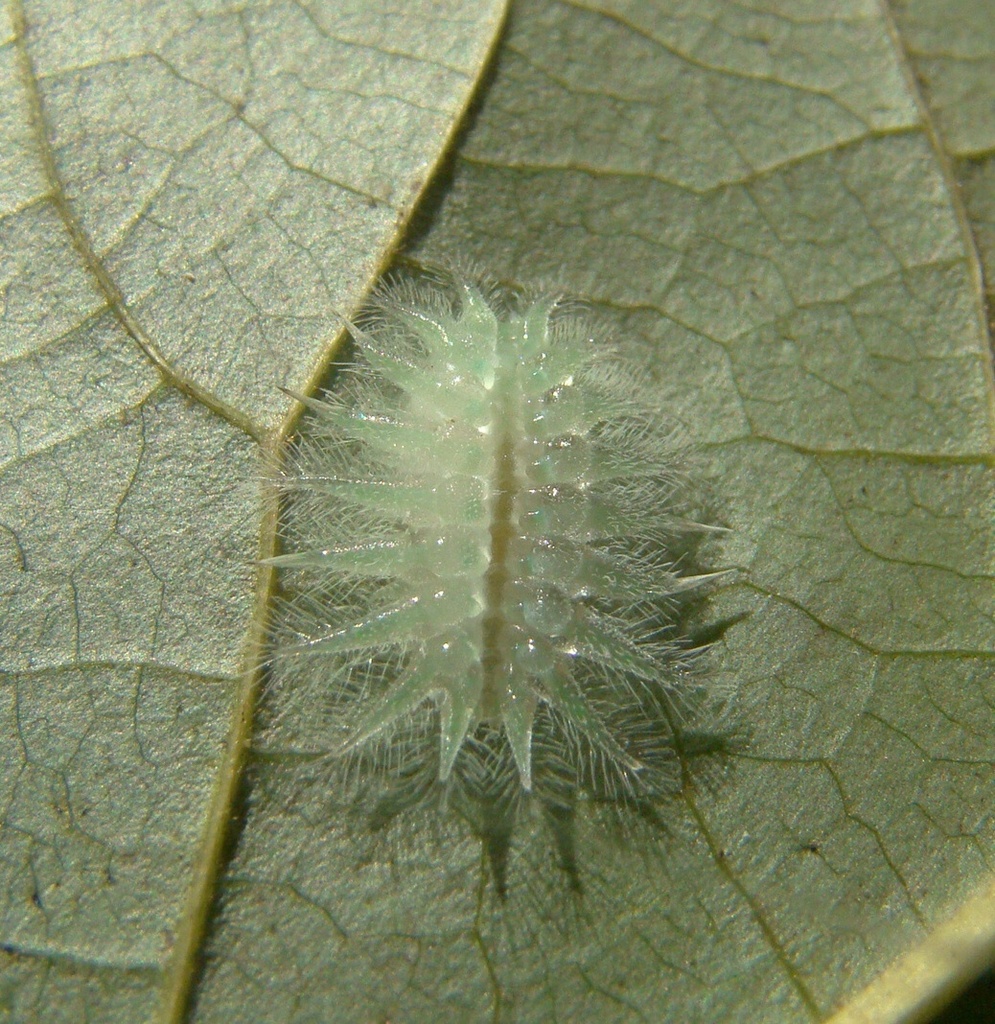 Spun Glass Slug Moth (Butterflies and Moths of Floracliff Nature ...