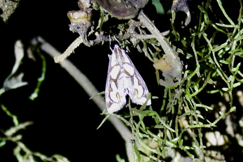 Orphnophanes ankarampotsyalis