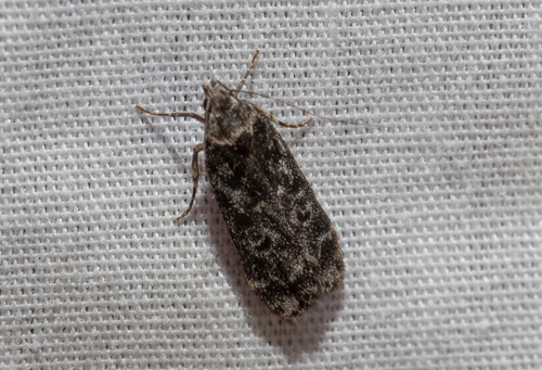 Pale-headed Aspen Leafroller Moth (Anacampsis niveopulvella)