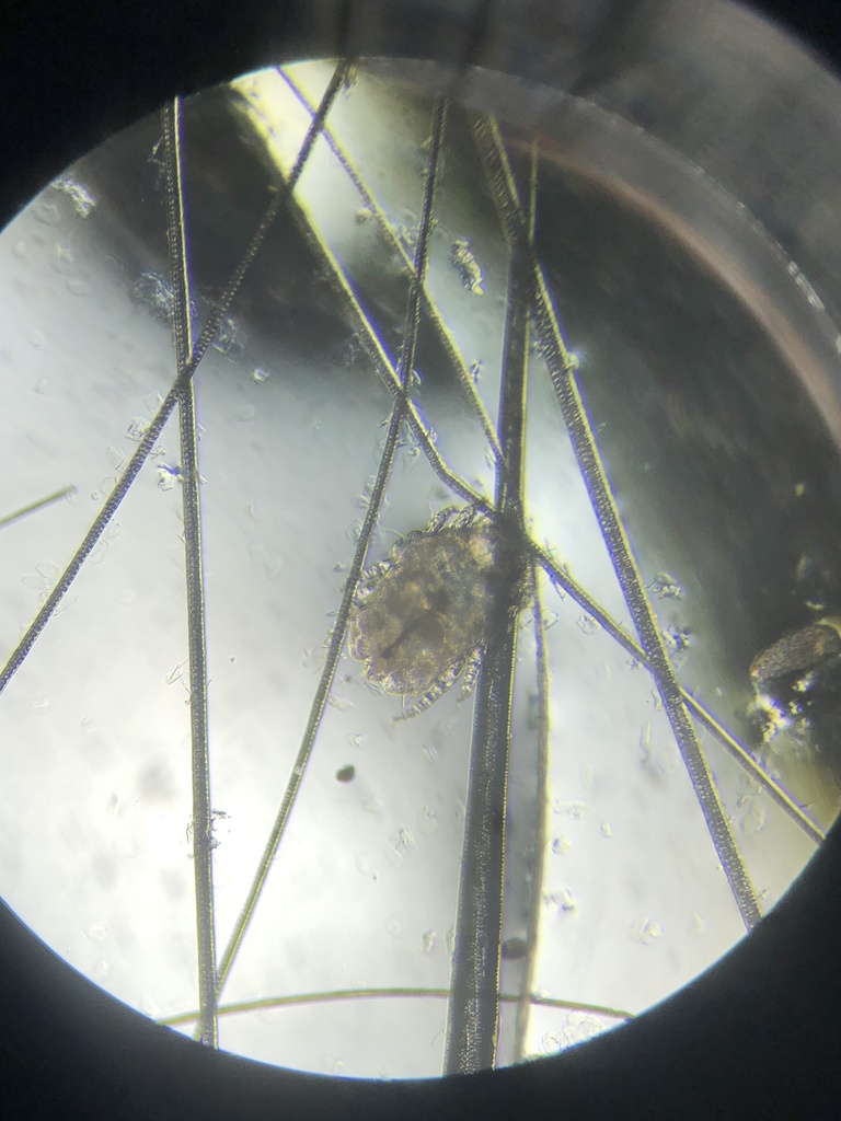 Cheyletiella Parasitivorax