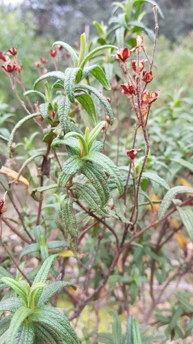 Montpellier Cistus