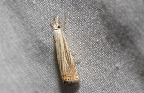 Topiary Grass-veneer (Chrysoteuchia topiarius)