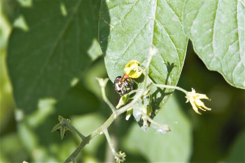 photo of Augochlorine Sweat Bees (Augochlorini)