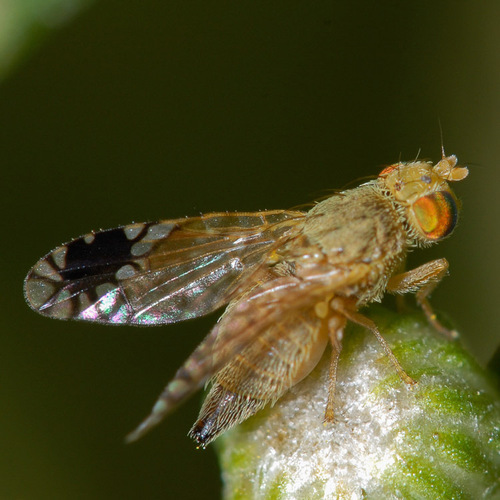 Plaumannimyia