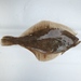 Sand Sole - Photo (c) B.C. angler, all rights reserved, uploaded by B.C. angler