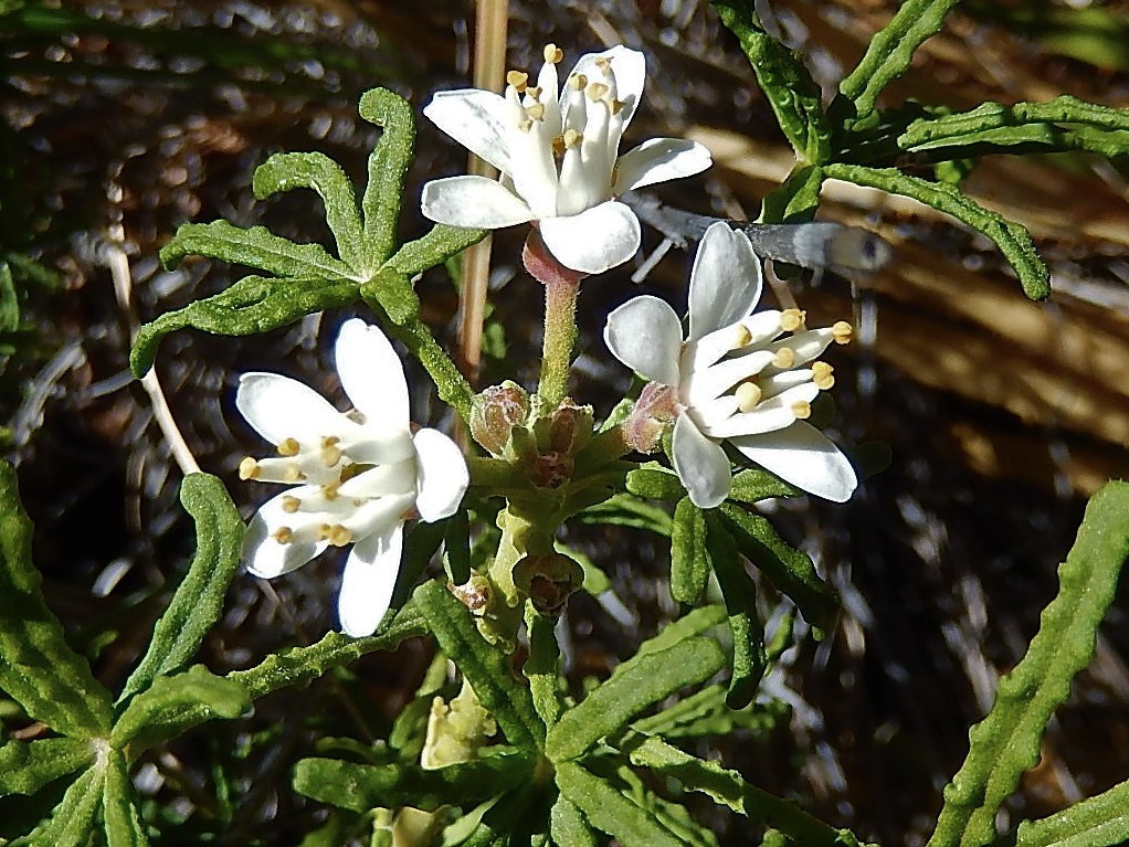 Choisya dumosa
